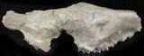 Large Oreodont Partial Skull - Wyoming #27584-1